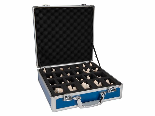 Kit 24 Vértebras - A793 - BONElike™ - 3B Scientific Kit 24 Vértebras - A793 - BONElike™ - 3B Scientific