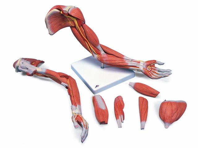 Braço com Musculatura Versão Luxo - em 6 Partes - M11 - 3B Scientific Braço com Musculatura Versão Luxo - em 6 Partes - M11 - 3B Scientific
