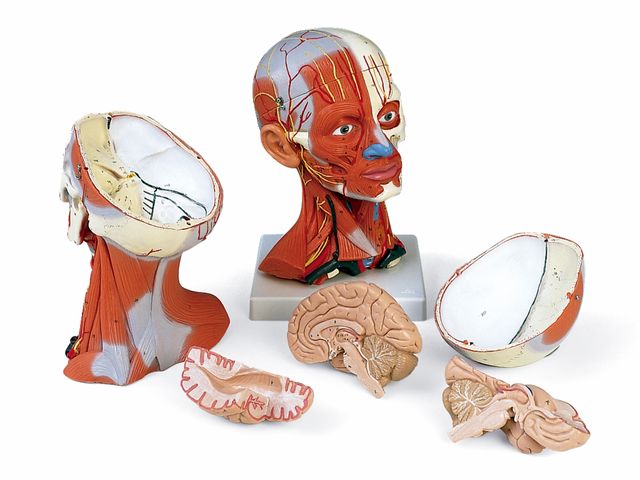 Musculatura do Pescoço e da Cabeça - em 5 Partes - C05 - 3B Scientific Musculatura do Pescoço e da Cabeça - em 5 Partes - C05 - 3B Scientific