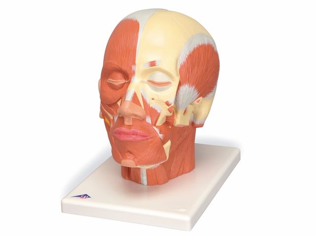 Musculatura da Cabeça - Vb127 - 3B Scientific Musculatura da Cabeça - Vb127 - 3B Scientific