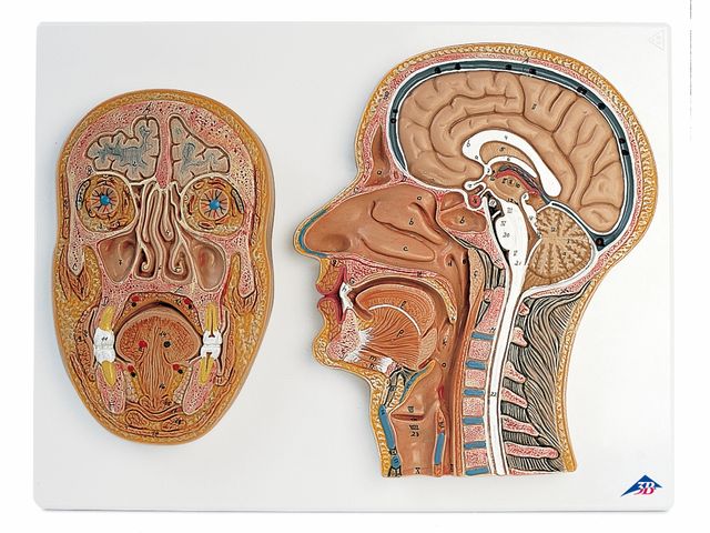 Secção Frontal e Lateral da Cabeça - C13 - 3B Scientific