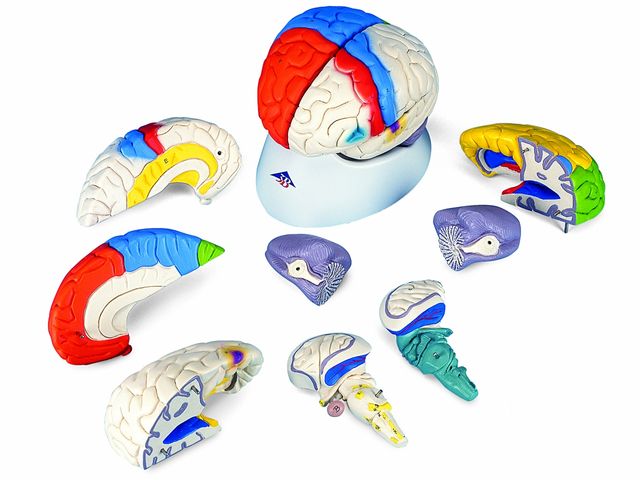 Cérebro de Luxo - Neuro-anatômico - em 8 Partes - C22 - 3B Scientific Cérebro de Luxo - Neuro-anatômico - em 8 Partes - C22 - 3B Scientific