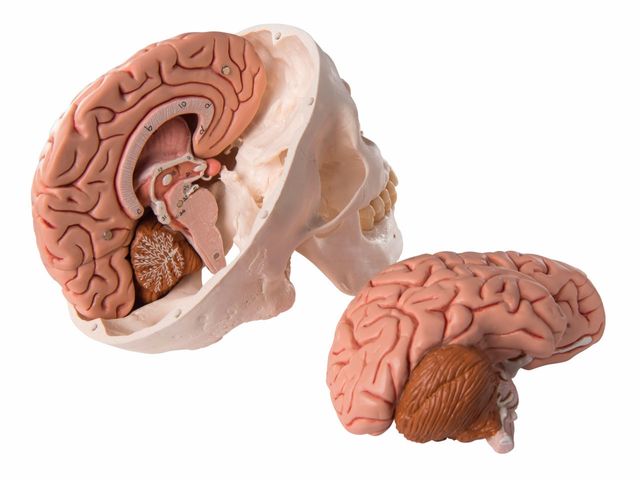 Crânio com Encéfalo - em 8 Partes - A20/9 - 3B Scientific Crânio com Encéfalo - em 8 Partes - A20/9 - 3B Scientific