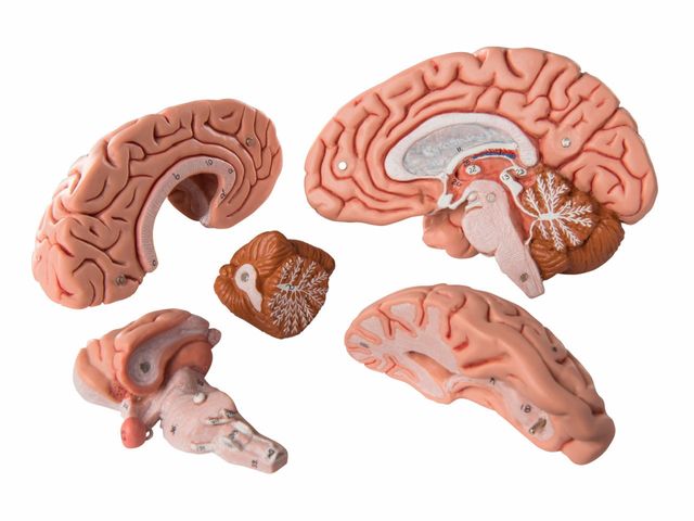 Crânio com Encéfalo - em 8 Partes - A20/9 - 3B Scientific Crânio com Encéfalo - em 8 Partes - A20/9 - 3B Scientific
