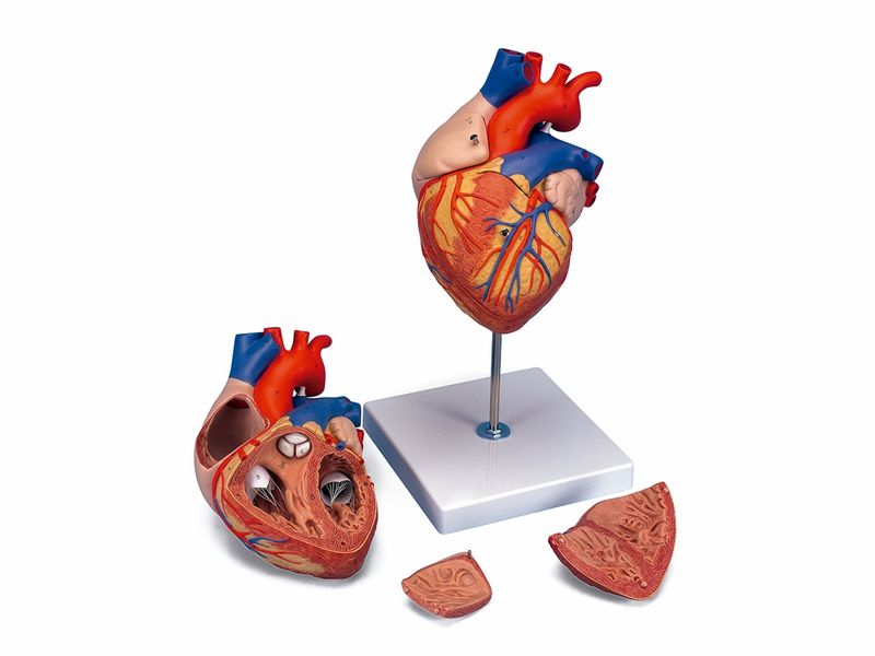 Maquete De Coração Humano Passo A Passo