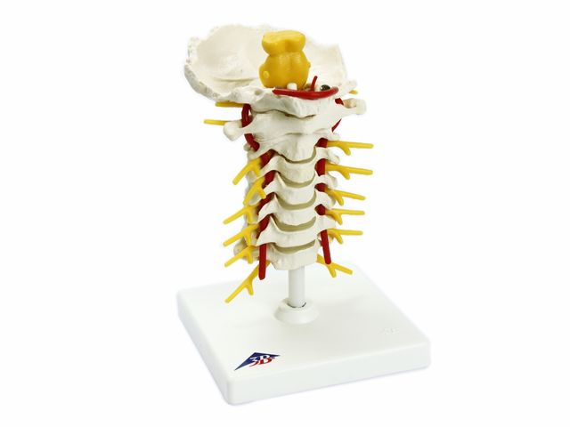 Coluna Vertebral Cervical - A72 - 3B Scientific Coluna Vertebral Cervical - A72 - 3B Scientific