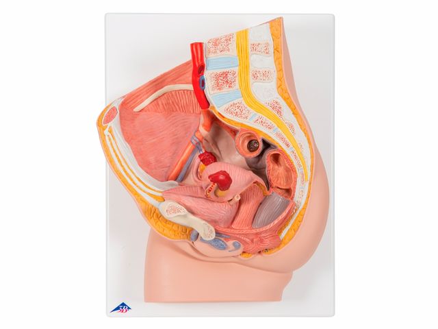 Pelve Feminina em 2 Partes - H10 - 3B Scientific Pelve Feminina em 2 Partes - H10 - 3B Scientific