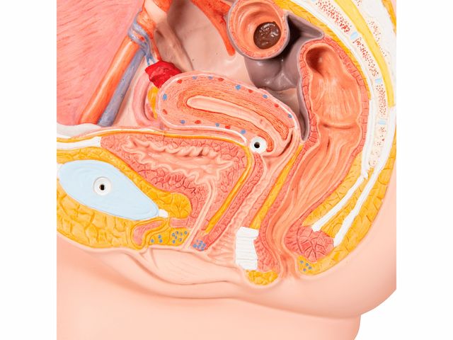 Pelve Feminina em 2 Partes - H10 - 3B Scientific Pelve Feminina em 2 Partes - H10 - 3B Scientific