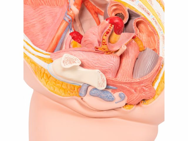 Pelve Feminina em 2 Partes - H10 - 3B Scientific Pelve Feminina em 2 Partes - H10 - 3B Scientific