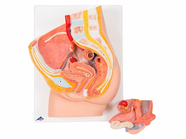 Pelve Feminina em 2 Partes - H10 - 3B Scientific Pelve Feminina em 2 Partes - H10 - 3B Scientific