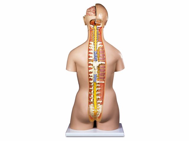 Torso Bissexual 87 cm - com Coluna Exposta - em 25 Partes - B17 - 3B Scientific Torso Bissexual 87 cm - com Coluna Exposta - em 25 Partes - B17 - 3B Scientific