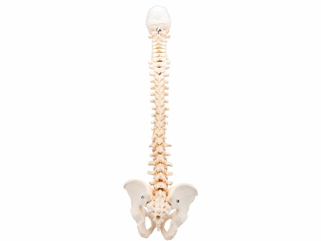 Coluna Vertebral - A794 - BONElike™ - 3B Scientific Coluna Vertebral - A794 - BONElike™ - 3B Scientific