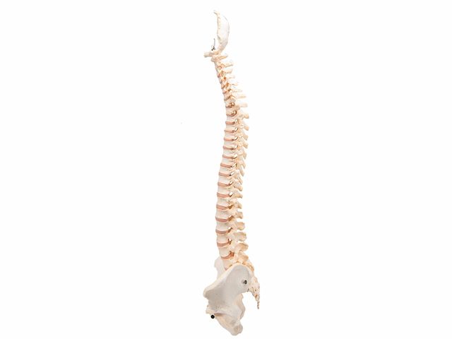 Coluna Vertebral - A794 - BONElike™ - 3B Scientific Coluna Vertebral - A794 - BONElike™ - 3B Scientific