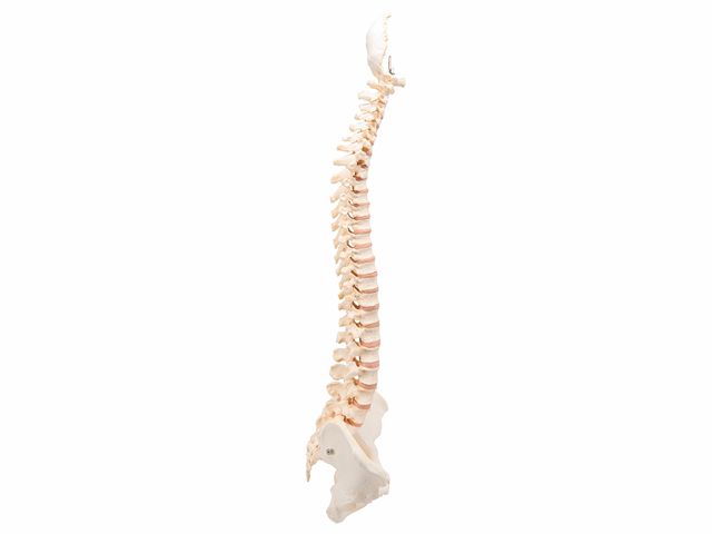 Coluna Vertebral - A794 - BONElike™ - 3B Scientific Coluna Vertebral - A794 - BONElike™ - 3B Scientific