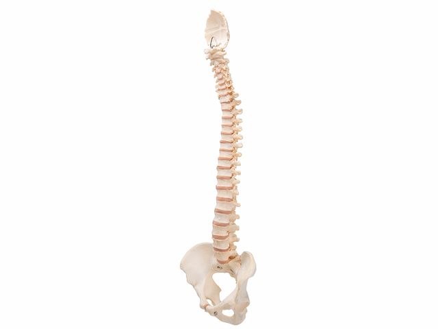 Coluna Vertebral - A794 - BONElike™ - 3B Scientific Coluna Vertebral - A794 - BONElike™ - 3B Scientific