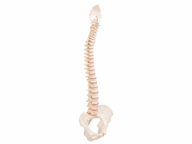 Coluna Vertebral - A794 - BONElike™ - 3B Scientific Coluna Vertebral - A794 - BONElike™ - 3B Scientific