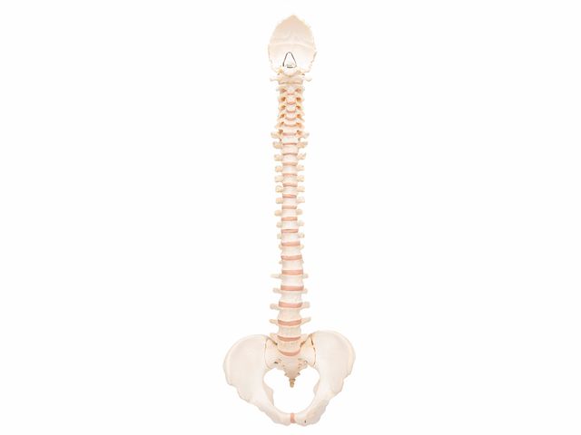 Coluna Vertebral - A794 - BONElike™ - 3B Scientific Coluna Vertebral - A794 - BONElike™ - 3B Scientific