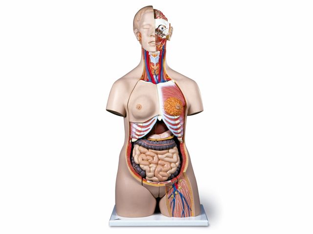 Torso de Luxo Masculino e Feminino - em 24 partes - B35 - 3B Scientific Torso de Luxo Masculino e Feminino - em 24 partes - B35 - 3B Scientific