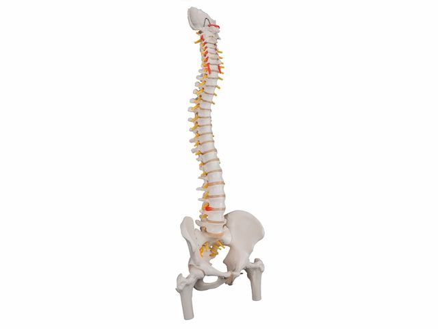 Coluna Clássica Flexível com Cabeças de Fêmur e Disco Intervertebral Prolapso - A58/2 - 3B Scientific Coluna Clássica Flexível com Cabeças de Fêmur e Disco Intervertebral Prolapso - A58/2 - 3B Scientific