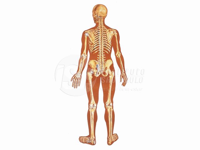 3B Scientific Póster Anatómico, el Esqueleto Humano 