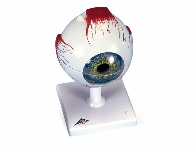 Olho em 6 Partes - F10 - 3B Scientific Olho em 6 Partes - F10 - 3B Scientific