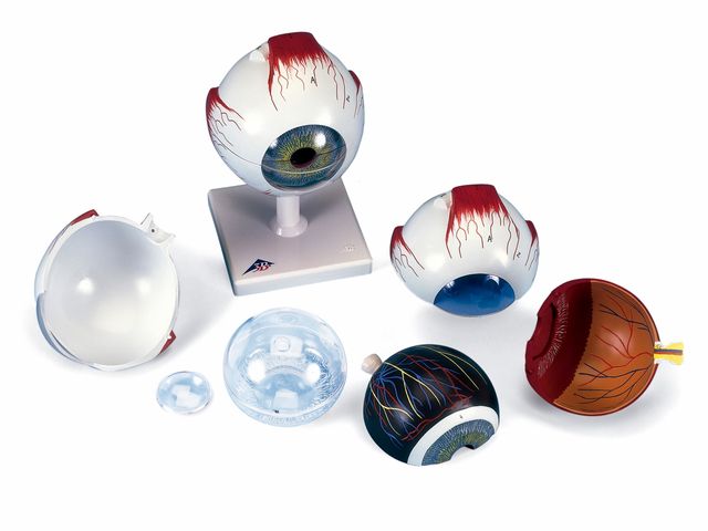 Olho em 6 Partes - F10 - 3B Scientific Olho em 6 Partes - F10 - 3B Scientific