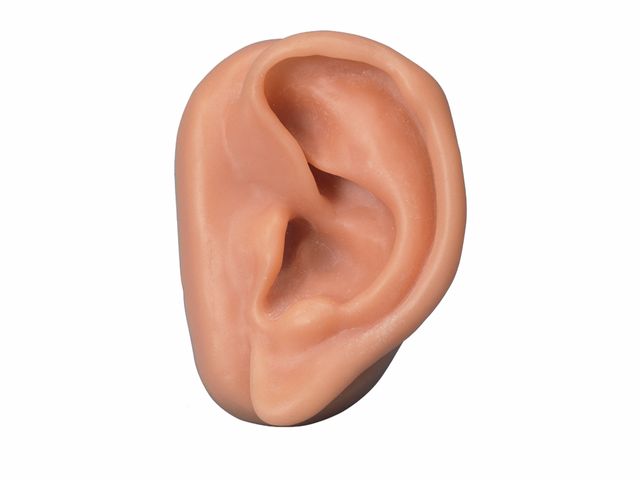 Orelha de Acupuntura - Esquerda - N15/1L - 3B Scientific Orelha de Acupuntura - Esquerda - N15/1L - 3B Scientific