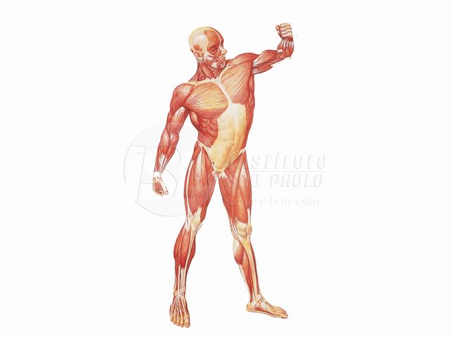 Painel A Musculatura Humana, Frontal, sem Hastes em Madeira, Papel Impermeável e Resistente - V2003U - 3B Scientific