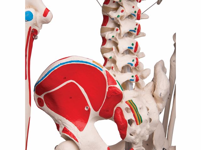 Esqueleto Max Clássico - com Apresentação dos Músculos e Suporte - A11 - 3B Scientific Esqueleto Max Clássico - com Apresentação dos Músculos e Suporte - A11 - 3B Scientific