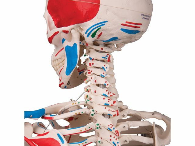 Esqueleto Max Clássico - com Apresentação dos Músculos e Suporte - A11 - 3B Scientific Esqueleto Max Clássico - com Apresentação dos Músculos e Suporte - A11 - 3B Scientific