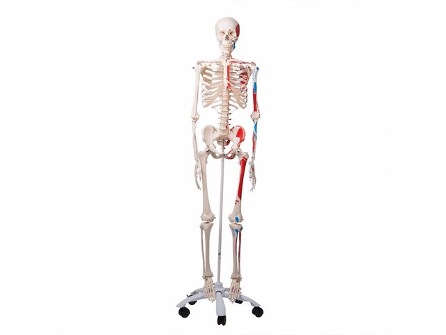 Esqueleto Max Clássico - com Apresentação dos Músculos e Suporte - A11 - 3B Scientific Esqueleto Max Clássico - com Apresentação dos Músculos e Suporte - A11 - 3B Scientific
