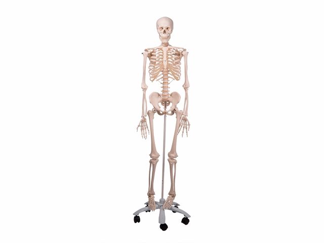 Esqueleto Stan - Clássico com Suporte e Rodas - A10 - 3B Scientific Esqueleto Stan - Clássico com Suporte e Rodas - A10 - 3B Scientific