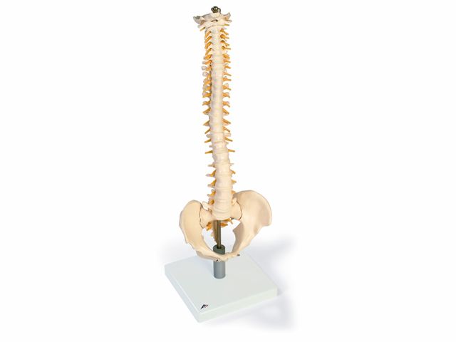 Coluna Flexível com Discos Macios - VB84 - 3B Scientific Coluna Flexível com Discos Macios - VB84 - 3B Scientific