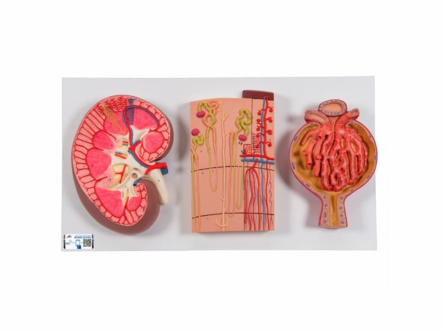 Rins, Néfrons, Vasos Sanguíneos e Corpúsculo Renal - K11 - 3B Scientific Rins, Néfrons, Vasos Sanguíneos e Corpúsculo Renal - K11 - 3B Scientific