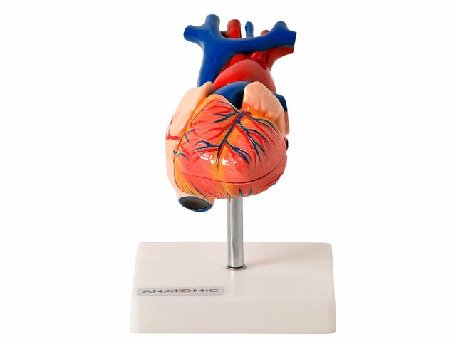 Coração Tamanho Natural - em 2 Partes - TGD-0322 - Anatomic Coração Tamanho Natural - em 2 Partes - TGD-0322 - Anatomic