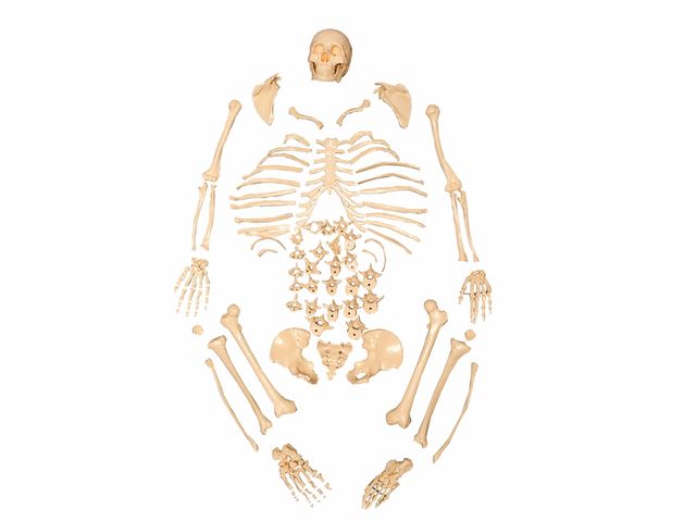 Esqueleto em Tamanho Natural Desarticulado - TGD 0101-C - Anatomic Esqueleto em Tamanho Natural Desarticulado - TGD 0101-C - Anatomic