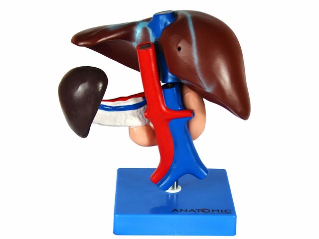 Fígado com Vesícula Biliar Pâncreas e Duodeno - TZJ-0329-B - Anatomic Fígado com Vesícula Biliar Pâncreas e Duodeno - TZJ-0329-B - Anatomic