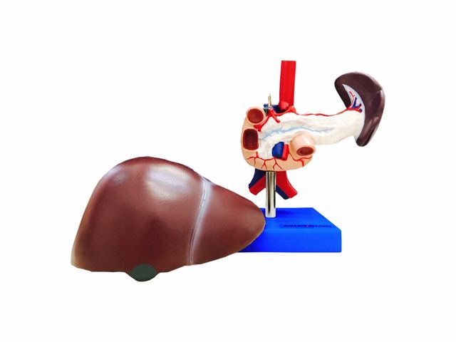 Fígado com Vesícula Biliar Pâncreas e Duodeno - TZJ-0329-B - Anatomic Fígado com Vesícula Biliar Pâncreas e Duodeno - TZJ-0329-B - Anatomic