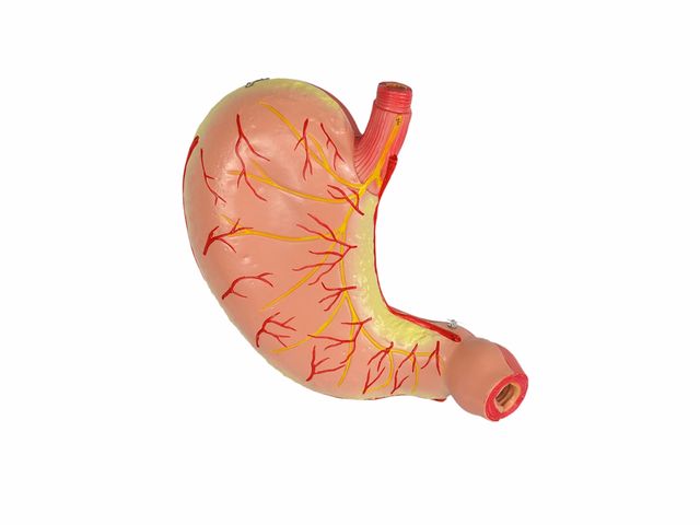 Estômago em 2 Partes - TGD-0326 - Anatomic Estômago em 2 Partes - TGD-0326 - Anatomic