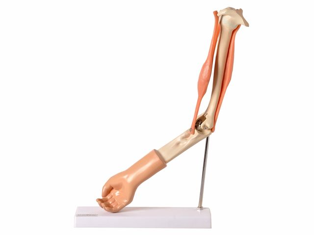 Braço Articulado com Músculo - TGD-0330-A - Anatomic Braço Articulado com Músculo - TGD-0330-A - Anatomic