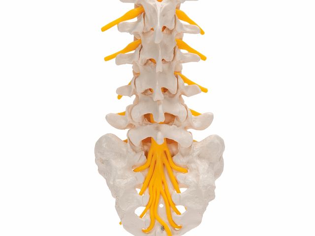 Coluna Vertebral Lombar - A74 - 3B Scientific Coluna Vertebral Lombar - A74 - 3B Scientific