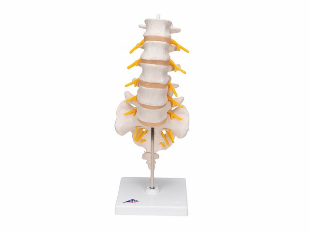 Coluna Vertebral Lombar - A74 - 3B Scientific Coluna Vertebral Lombar - A74 - 3B Scientific