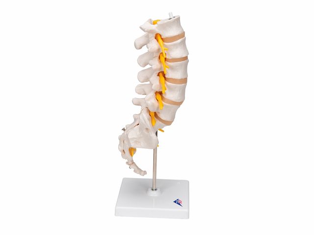 Coluna Vertebral Lombar - A74 - 3B Scientific Coluna Vertebral Lombar - A74 - 3B Scientific
