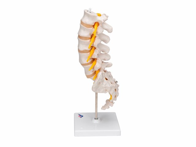 Coluna Vertebral Lombar - A74 - 3B Scientific Coluna Vertebral Lombar - A74 - 3B Scientific