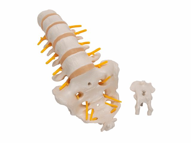 Coluna Vertebral Lombar - A74 - 3B Scientific Coluna Vertebral Lombar - A74 - 3B Scientific