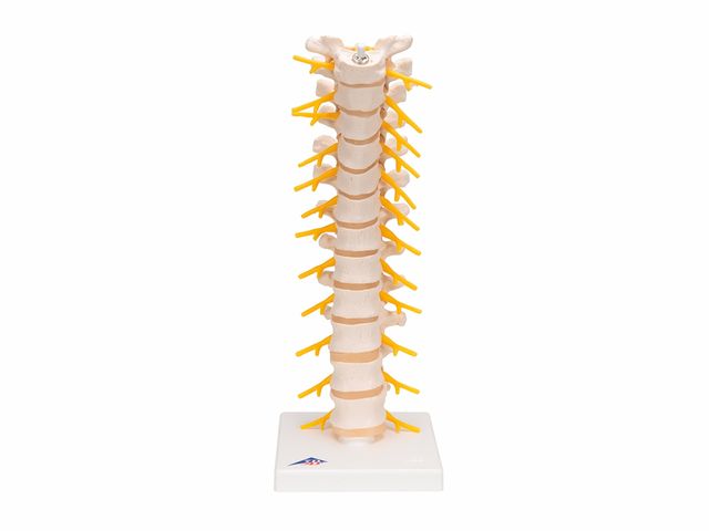 Coluna Vertebral Torácica - A73 - 3B Scientific