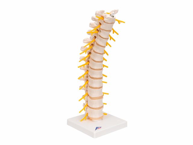Coluna Vertebral Torácica - A73 - 3B Scientific Coluna Vertebral Torácica - A73 - 3B Scientific