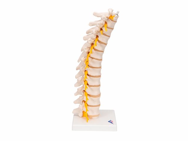 Coluna Vertebral Torácica - A73 - 3B Scientific Coluna Vertebral Torácica - A73 - 3B Scientific