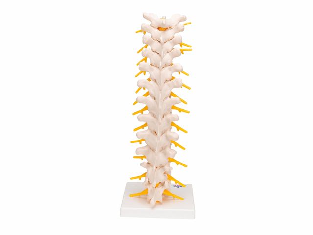 Coluna Vertebral Torácica - A73 - 3B Scientific Coluna Vertebral Torácica - A73 - 3B Scientific