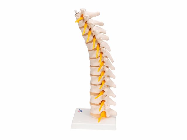 Coluna Vertebral Torácica - A73 - 3B Scientific Coluna Vertebral Torácica - A73 - 3B Scientific